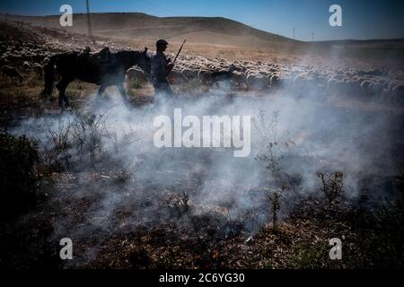 Juan Ahufinger, Hirte, Spaziergänge durch ein kleines Buschfeuer jemand durch die Straße in der Nähe des Dorfes von Villar de la Encina, Spanien gestartet. Datum: 20-06-2016. Fotograf: Xabier Mikel Laburu. Die transhumanz Wanderung dauert Enrique Belinchon, seinem Cousin Alejandro Belinchon, sein Sohn Aitor Belinchon und deren Freund Juan Ahufinger, ihre Herden von Schafen zusammen 400 Km Albarracín Berge in Teruel für den Sommer weiden. Stockfoto