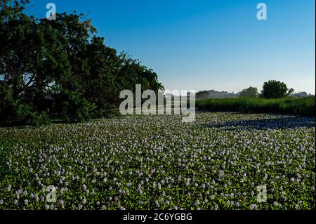 Wasserhyazinthen auf Trapper Slough, Kalifornien Stockfoto