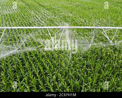 Bewässerung von Mais, Bewässerungssystem für die Bewässerung von Kulturen auf den Feldern. Landwirtschaft mit Bewässerungstechnik. Stockfoto