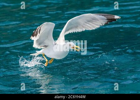 Möwen fliegen über dem Meer und Jagd auf Fische Stockfoto