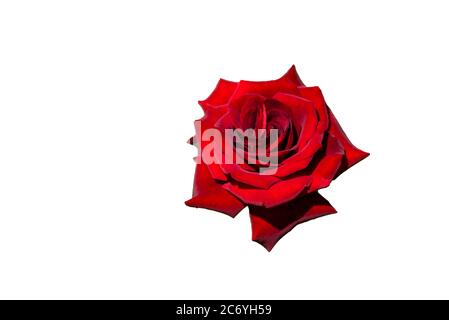 Schöne blühende rote Rose isoliert auf weißem Hintergrund. Nahaufnahme. Speicherplatz kopieren. Stockfoto