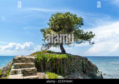 Lonely Olive Tree auf den Felsen im Meer Hintergrund Stockfoto