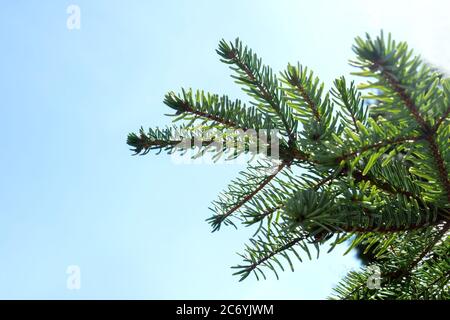 Tannenzweige mit im Frühling auf blauem Himmel Hintergrund. Junge grüne Trieben der Fichte im Frühjahr. Stockfoto