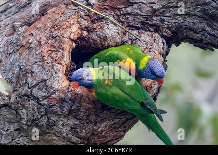 Rainbow Lorikeets thront am Eingang zum Nistplatz Stockfoto