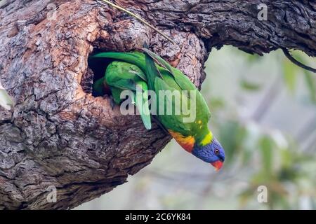 Rainbow Lorikeets thront am Eingang zum Nistplatz Stockfoto