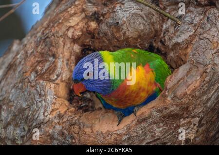 Rainbow Lorikeet thronte am Eingang zum Nistplatz Stockfoto