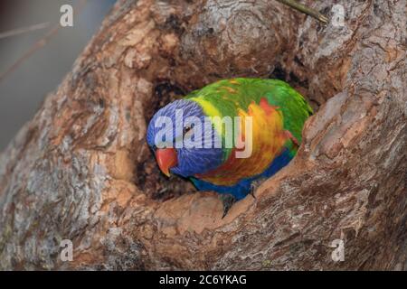 Rainbow Lorikeet thronte am Eingang zum Nistplatz Stockfoto