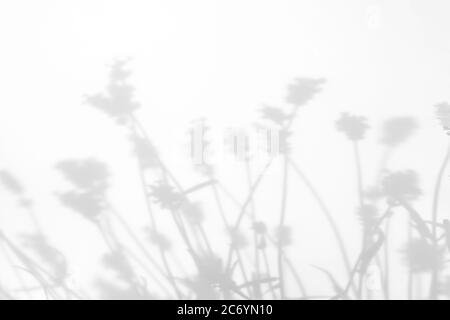 Graue Schatten von Lavendelblüten und Gras Stockfoto
