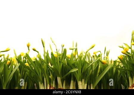 Frühlingsblumen als sehr schöner natürlicher Hintergrund Stockfoto