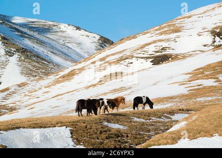 Winterlandschaft mit isländischen Pferden in den Bergen, Island Stockfoto