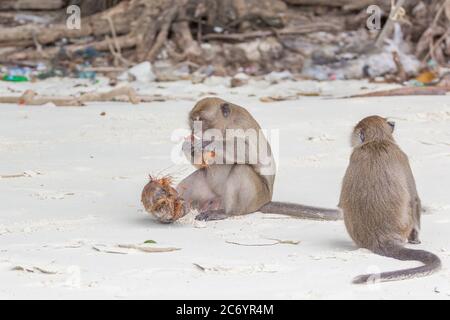 Affen-Makaken im Affenwald in Lombok beim Essen eines Coconu Stockfoto