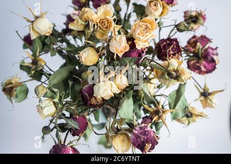 Getrocknete kleine rote und gelbe Rosen auf einem grau-weißen Hintergrund. Blumenstrauß Stockfoto