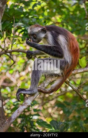 Sansibar Red Colobus - Piliocolobus kirkii, wunderschön gefärbte Primaten endemisch in Sansibar Island Wälder, Tansania. Stockfoto