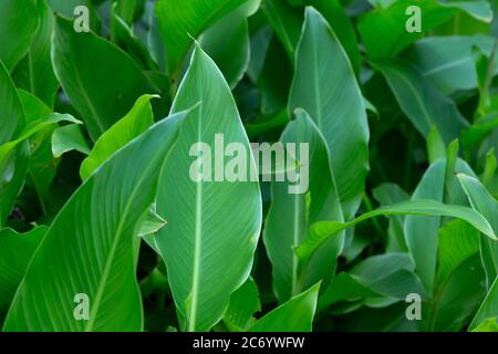 Einzigartige Flora auf der Insel Madagaskar Stockfoto