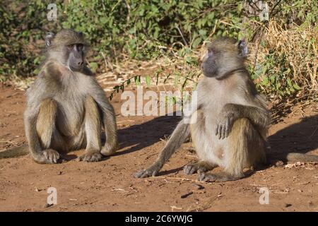 Chacma Baboon (Papio ursinus) Paar sitzt und plant einige Schwierigkeiten, in Kruger, Südafrika zu bekommen Stockfoto