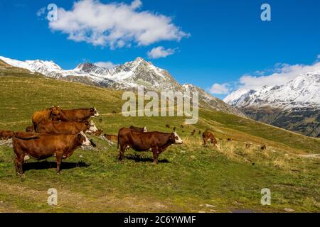 Abondance Kühe in den französischen Alpen in der Nähe des Cormet de Roselend , Savoie, Auvergne-Rhone-Alpes, Frankreich Stockfoto