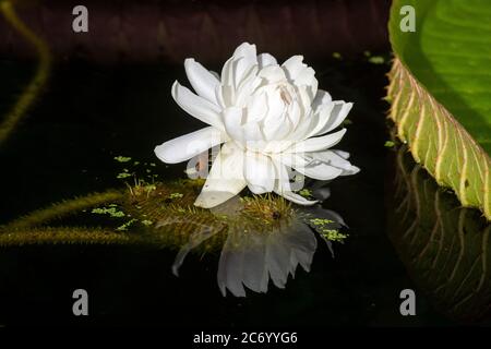 Liberec, Tschechische Republik. Juli 2020. Die größte Seerose der Welt, Victoria amazonica, wird am 11. Juli 2020 im Botanischen Garten Liberec, Tschechien, gesehen. Kredit: Radek Petrasek/CTK Foto/Alamy Live Nachrichten Stockfoto