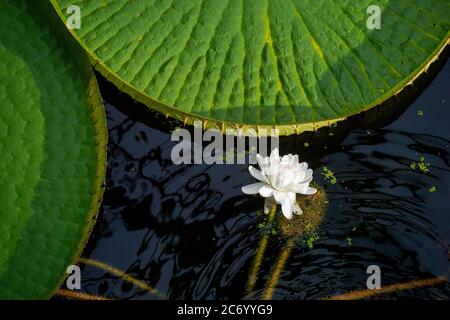 Liberec, Tschechische Republik. Juli 2020. Die größte Seerose der Welt, Victoria amazonica, wird am 11. Juli 2020 im Botanischen Garten Liberec, Tschechien, gesehen. Kredit: Radek Petrasek/CTK Foto/Alamy Live Nachrichten Stockfoto