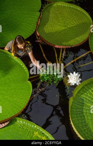 Liberec, Tschechische Republik. Juli 2020. Die Chefgärtnerin Petra Putova zeigt die kleinste Seerose der Welt, Nymphaea thermarum, neben der größten Victoria amazonica, die am 11. Juli 2020 im Botanischen Garten Liberec, Tschechien, zum ersten Mal nebeneinander blühte. Kredit: Radek Petrasek/CTK Foto/Alamy Live Nachrichten Stockfoto