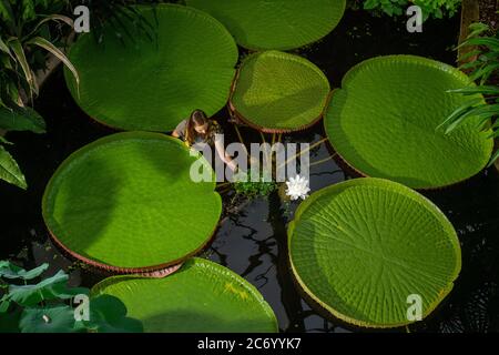 Liberec, Tschechische Republik. Juli 2020. Die Chefgärtnerin Petra Putova zeigt die kleinste Seerose der Welt, Nymphaea thermarum, neben der größten Victoria amazonica, die am 11. Juli 2020 im Botanischen Garten Liberec, Tschechien, zum ersten Mal nebeneinander blühte. Kredit: Radek Petrasek/CTK Foto/Alamy Live Nachrichten Stockfoto