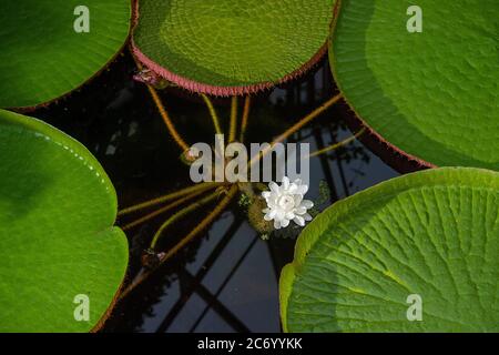 Liberec, Tschechische Republik. Juli 2020. Die größte Seerose der Welt, Victoria amazonica, wird am 11. Juli 2020 im Botanischen Garten Liberec, Tschechien, gesehen. Kredit: Radek Petrasek/CTK Foto/Alamy Live Nachrichten Stockfoto