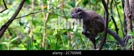 Ein Bambuslemur bereitet sich auf den Sprung vor Stockfoto