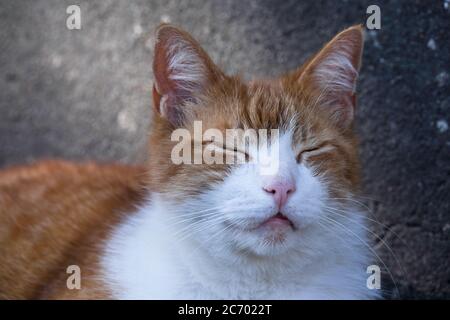 Kopf einer rot-weißen schlafenden und schnurrenden Katze, Augen geschlossen. Konkreter Hintergrund Stockfoto