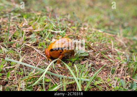 Ein großer oranger Frosch sitzt im Gras Stockfoto