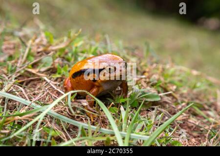 Ein großer oranger Frosch sitzt im Gras Stockfoto