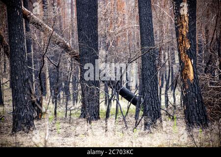 19. Juni 2020, Mecklenburg-Vorpommern, Lübtheen: Verkohlte Baumstämme stehen im Wald. Ein Waldbrand auf dem ehemaligen Militärtrainingsgelände Lübtheen hat große Flächen zerstört. Rund ein Jahr nach dem verheerenden Waldbrand stellte das Umweltministerium ein bundesweites Waldbrandschutzkonzept vor. Ein wesentlicher Teil des Konzepts besteht darin, Waldbrände schneller zu erkennen und zu lokallen, indem ein automatisches Brandmeldesystem installiert wird. Foto: Jens Büttner/dpa-Zentralbild/ZB Stockfoto