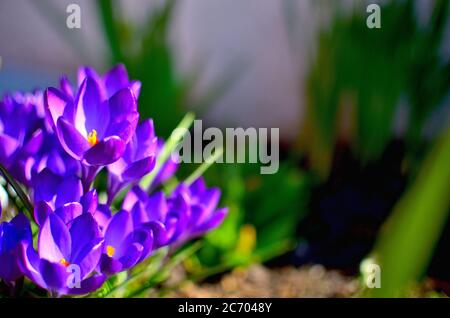 Lila Blumen als erstes Zeichen des Frühlings an einem sonnigen Tag in Siebenbürgen. Stockfoto