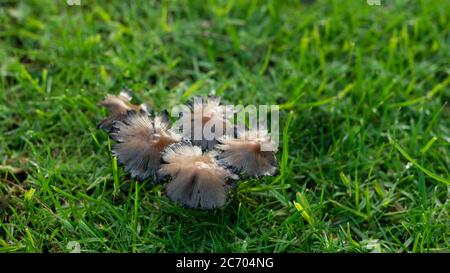 Nach einem regnerischen Zauber tauchen Wildpilze im Rasen auf Stockfoto