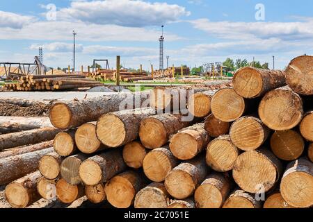 Stapel von nicht gebellten Stämmen in einem riesigen Holzhof Stockfoto