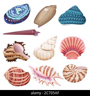 Realistische schöne bunte Vektor Muschelkollektion Set Stock Vektor