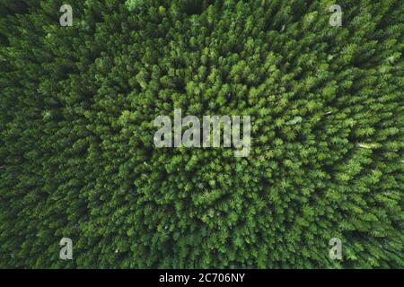 Luftaufnahme Nadelwälder Bäume Drohnen Landschaft fliegen über Wäldern skandinavische Natur oben nach unten Landschaft Stockfoto