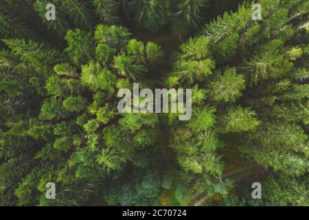 Luftaufnahme Nadelwald Drohne Landschaft fliegen über Bäumen skandinavische Natur Wildnis oben nach unten Landschaft Stockfoto