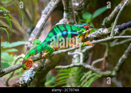 Ein Chamäleon bewegt sich entlang eines Zweiges in einem Regenwald in Madagaskar Stockfoto