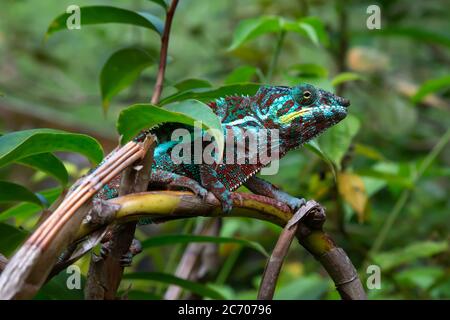 Ein Chamäleon bewegt sich entlang eines Zweiges in einem Regenwald in Madagaskar Stockfoto