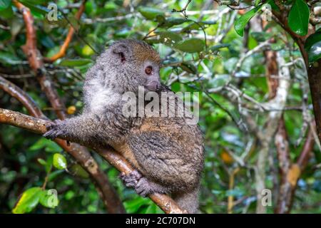 Ein Lemur beobachtet Besucher vom Ast eines Baumes Stockfoto