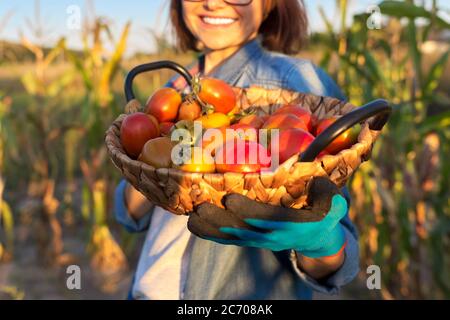 Frau im Gemüsegarten mit frisch gepflückten reifen Tomaten im Korb Stockfoto