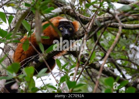 Ein roter Vari Lemur sitzt auf einem Ast eines Baumes Stockfoto