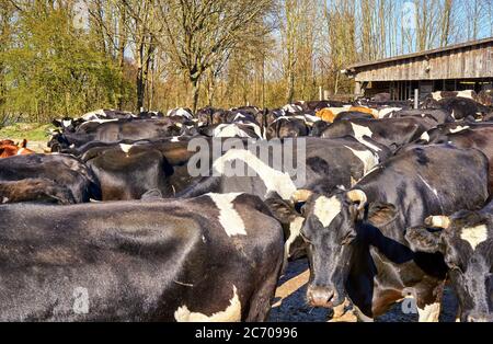 Herde von schwarzen und weißen Kühen steht vor einer Melkanlage auf einem Bauernhof. Stockfoto