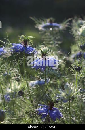 Die schönen blauen Blüten von Nigella damascena auch als Liebe im Nebel bekannt. An einem sonnigen Sommerabend mit Hintergrundbeleuchtung. Stockfoto