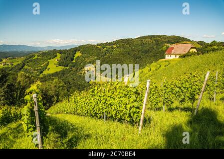 Weinberg auf österreichischer Landschaft. Landschaft der steirischen Natur. Stockfoto