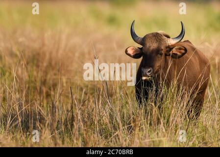 Gaur oder Indian Bison oder bos Gaurus ein gefährliches Tierporträt aus dem mittelindischen Wald Stockfoto