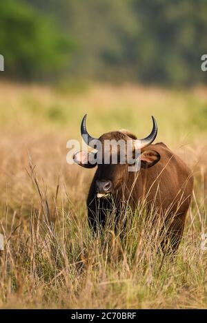 Gaur oder Indian Bison oder bos Gaurus ein gefährliches Tierporträt aus dem mittelindischen Wald Stockfoto