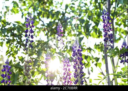 Bunte Bündel Lupinen Blume Hintergrund. Sonnenlicht scheint auf Pflanzen. Violette Frühling und Sommer Blumen Stockfoto