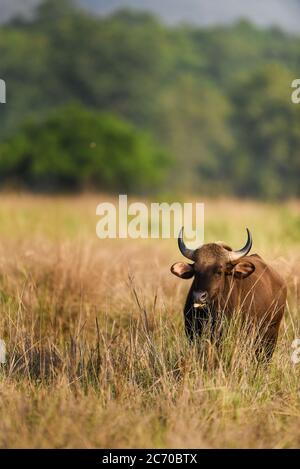 Gaur oder Indian Bison oder bos Gaurus ein gefährliches Tierporträt aus dem mittelindischen Wald Stockfoto