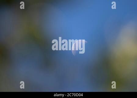 Juli 2020. Schwindende Halbmond tagsüber, 45% beleuchtet, fotografiert über London, Großbritannien durch Apfelbaum Laub. Stockfoto