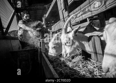 Marc August Muntanya füttert seine Ziegen in seiner Riudaura Farm, Spanien. Datum: 27/10/2009. Foto: Xabier Mikel Laburu. In der Geschichte zugelassen, entschied sich Marc, sein Berufsleben der Ziegenzucht und Käseherstellung zu widmen. Seine politische Ideologie ist eindeutig unabhängig. Stockfoto